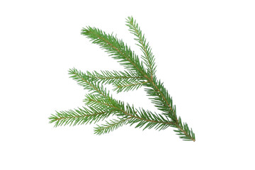 Spruce branch isolated on a white background with a path for pruning
