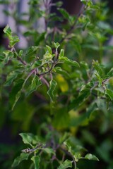 Tulsi or Thulasi plant, selective focus