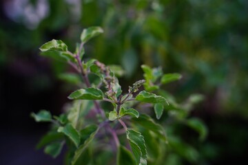Tulsi or Thulasi plant, selective focus