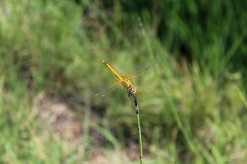 Close up dragonfly