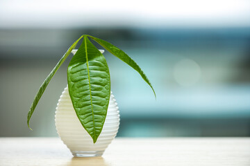 Small white vase with green pachira aquatica leaves and background with lots of bokeh © Toyakisfoto.photos
