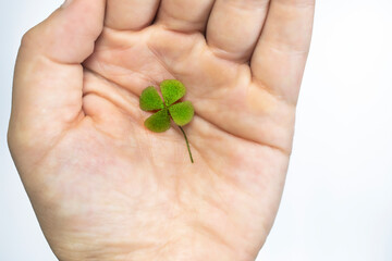 Isolated hand with green four leaf clover, sign of luck, sign of great fortune. closeup