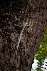 Mantidae, Gottesanbeterin