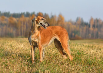 Fototapeta na wymiar Hunting borzoi dog on a rural field background
