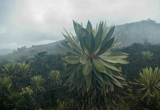 frailejones en neblina paisaje de Sumapaz 