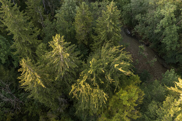 Fichtenwald von oben mit Manfgfall, Mangfalltal