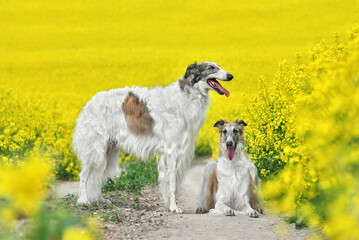 Hunting borzoi dogs on a rural field background