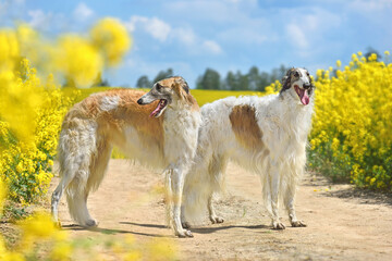 Hunting dogs on a rural field background