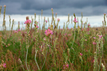 Flowers against a stormy sky