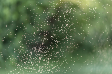 Mückenschwarm vor Wald