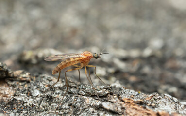 Wood gnat, Sylvicola on aspen wood photographed with high magnification