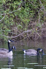 small group of canadian geese in water