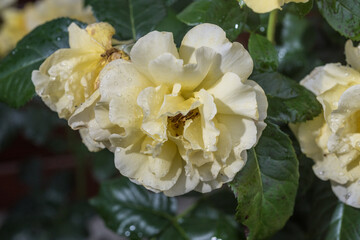 Rosenbl&uuml;te gelb