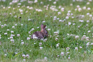 little rabbit in green grass with wildflowers