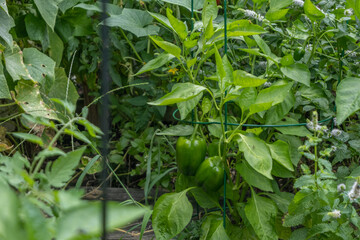 Growing green peppers in a garden