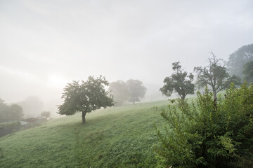 Obraz na płótnie Canvas Obstbäume am Hang im Nebel