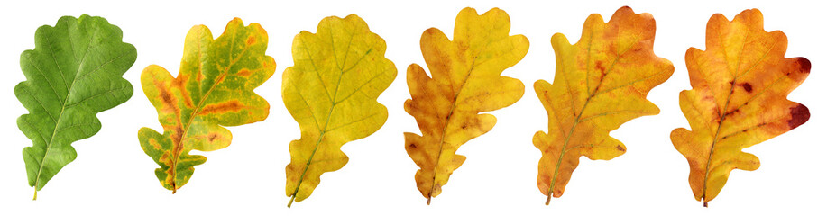 collection of autumn oak leaves. isolated.