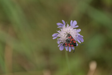 Widderchen auf Blüte © H. Rambold