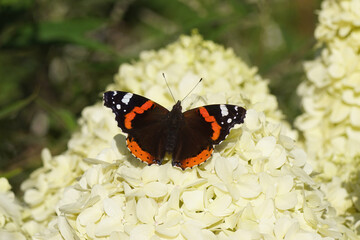 Red admiral (Vanessa atalanta), family Nymphalidae on faded lime-green flowers of Hortensia (Hydrangea paniculata limelight), family Hydrangeaceae. Dutch garden, summer, August.