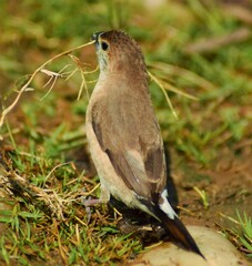 bird
