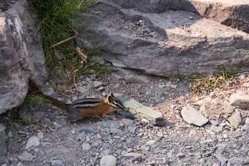 Chipmunk sitting on rocks