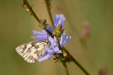 Motyl na kwiatach podróżnika lekarskiego latem