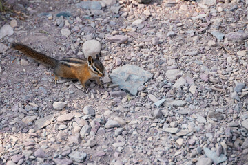 Chipmunk sitting on rocks