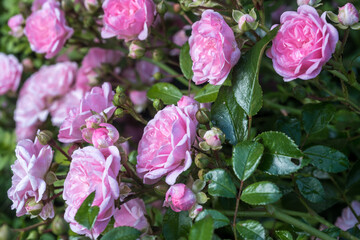 Rosa Rosenblüten in der Sonneim Sommer