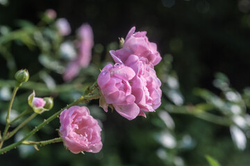 Rosa Rosenblüten in der Sonneim Sommer