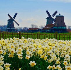 Daffodils and Windmill Holland