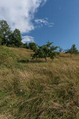 Fototapeta premium Streuobstwiese im Sommer bei Sonne udn blauem Himmel mit Wolken
