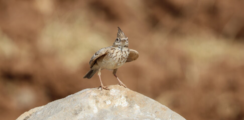 wonderful shots of the endangered Crested Lark bird in a sunny hot weather ( Galerida cristata )