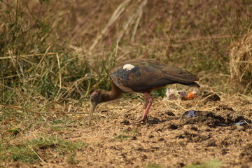 winged stilt