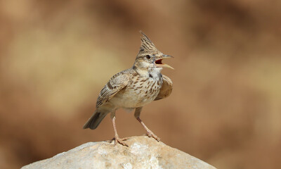 wonderful shots of the endangered Crested Lark bird in a sunny hot weather ( Galerida cristata )