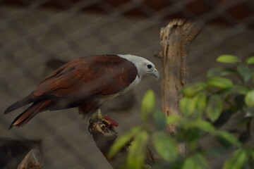 birds