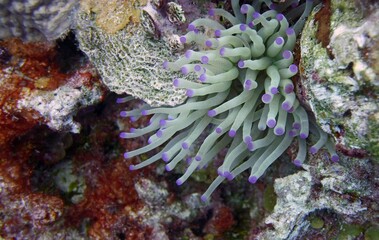 Naklejka na ściany i meble Underwater closeup of a leathery purple tip sea anemone in a coral reef