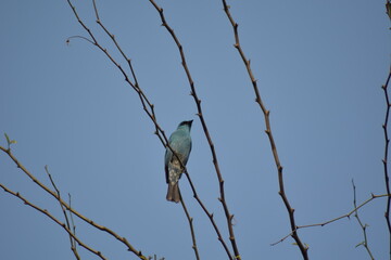birds