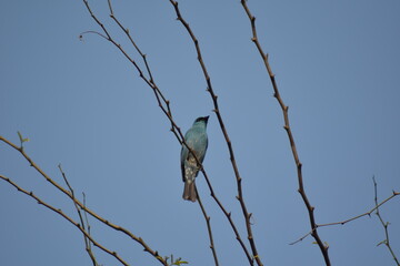 birds