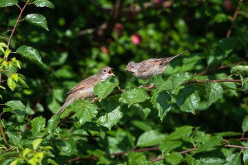 House sparrow pleading for food
