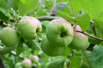 Apples ripen on the tree branch