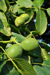 On a tree branch is a walnut that ripens with a green shell