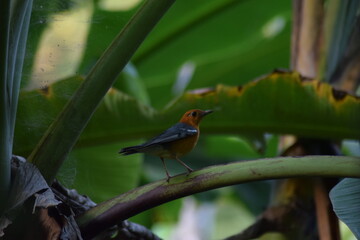 birds