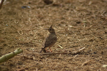 birds