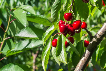 bunch of ripe stella cherries hanging on cherry tree with blurred background and copy space