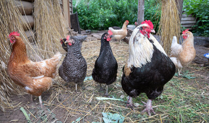 Chickens and cock on village