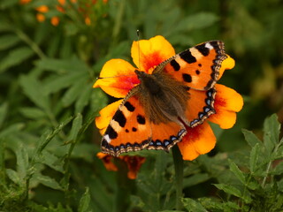 Small tortoiseshell (Aglais urticae) on french marigold flowers (Tagetes patula), Gdansk, Poland