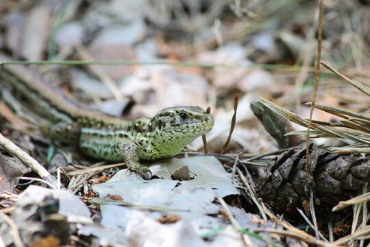 Jaszczurka zwinka (Lacerta agilis) w lesie