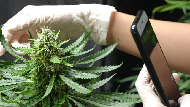 A hand using smartphone taking alternative marijuana plant photos to compare on daily growing, nature photographer, wireless mobile technology, smart lifestyle, online worldwide marketing or ecommerce