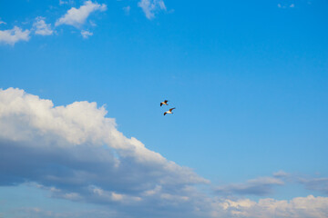 Naklejka na ściany i meble seagulls soar in the sky above the sea