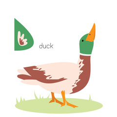 Animals alphabet. D for duck. Flat vector illustration on white background. Funny cartoon animal. Kids abc education. Learning English vocabulary. Zoo alphabet flash card